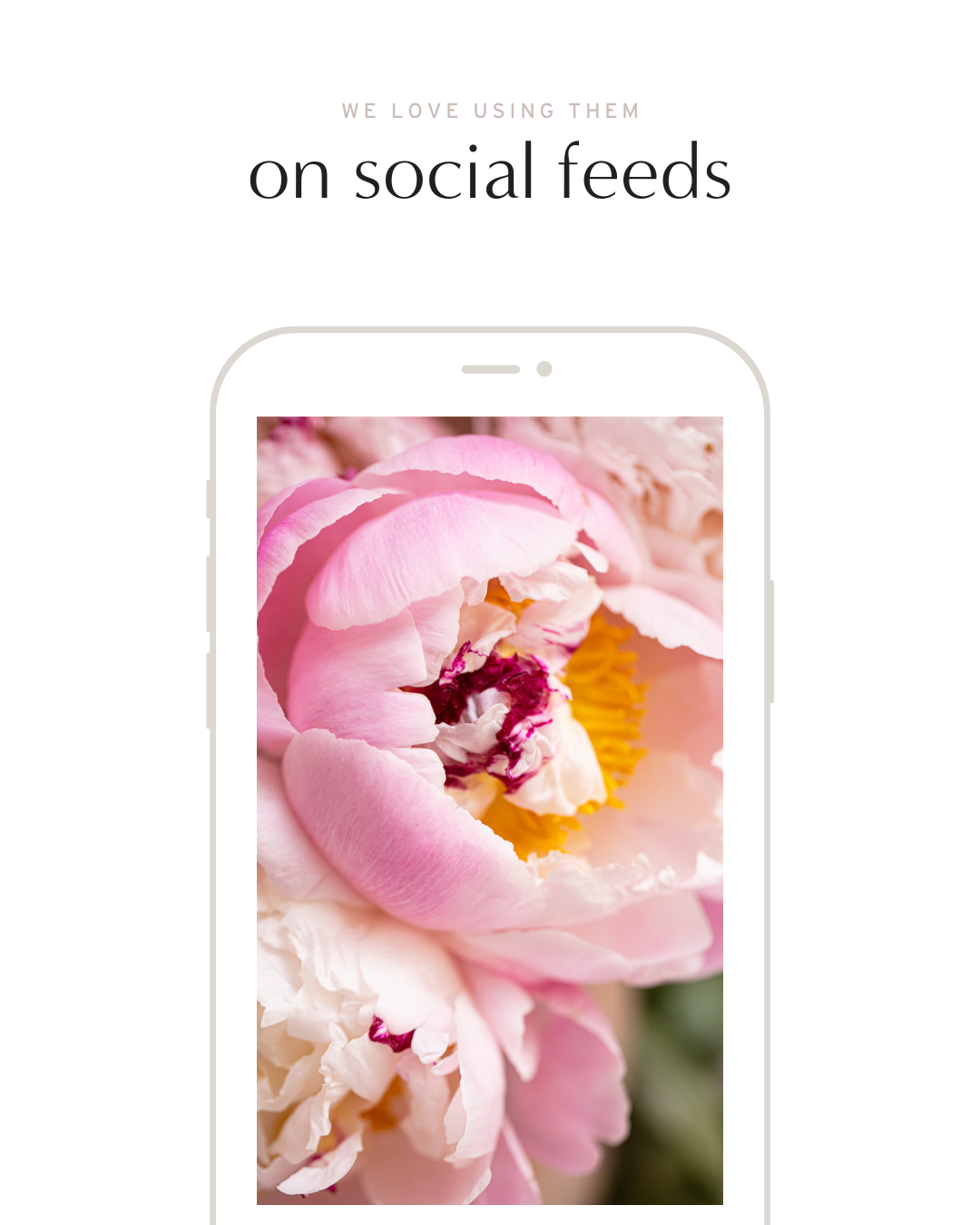 A graphic showing how to use our stock photo on social media. The photo we used is a close up of pink peony flowers